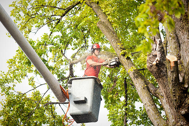 Best Tree Removal Near Me  in Pleasant View, UT